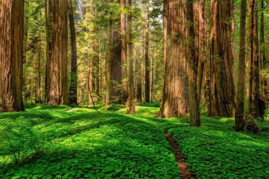 Kuzey Kaliforniya 'daki Redwood Ormanı manzarası