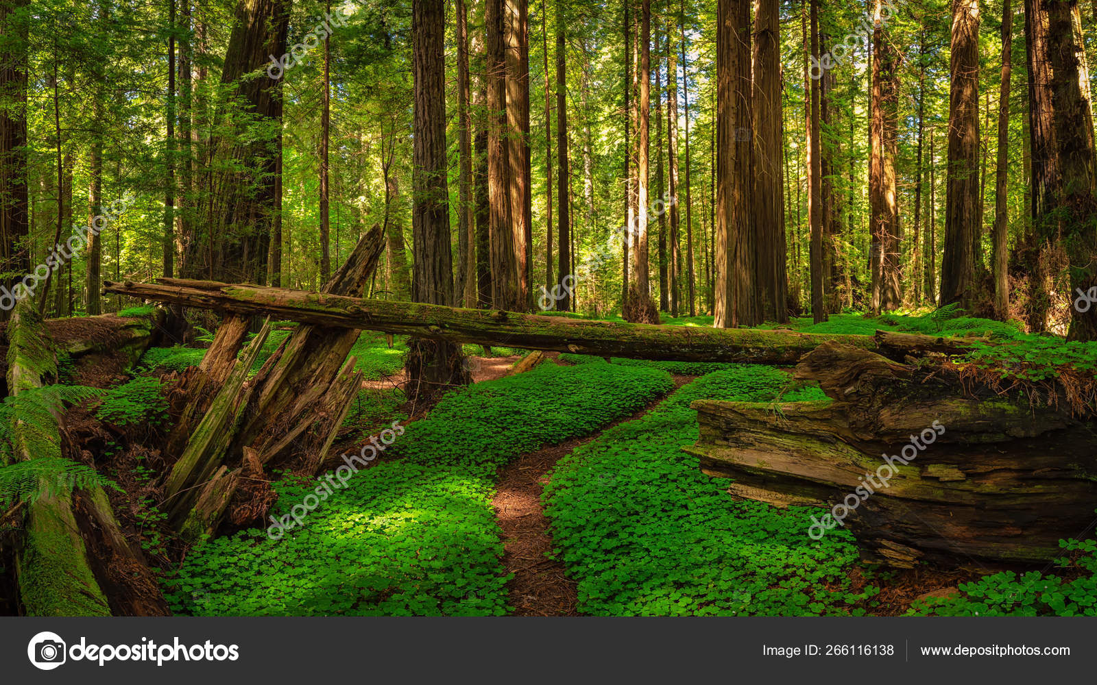 Redwood Forest Landscape In Beautiful Northern California Stock Photo Image By C Backyard Photography