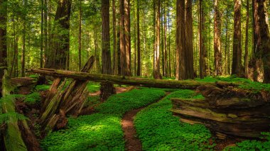 Kuzey Kaliforniya 'daki Redwood Ormanı manzarası