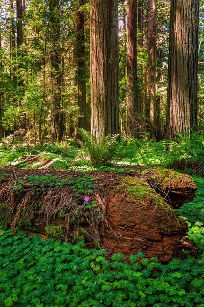 Redwood Forest Landskap i vackra norra Kalifornien — Stockfoto