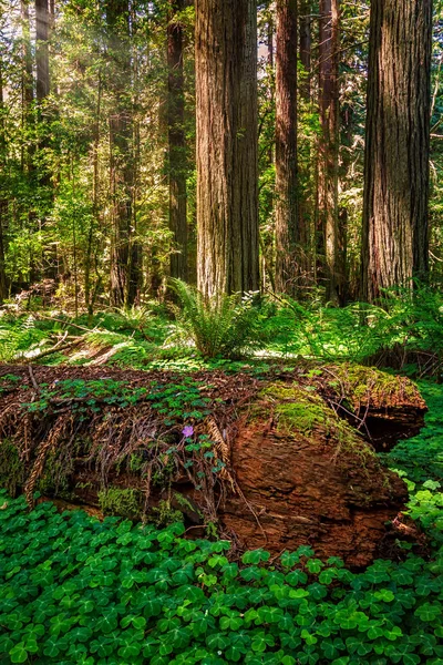 Лісовий ландшафт Редвуд у прекрасній Північній Каліфорнії — стокове фото