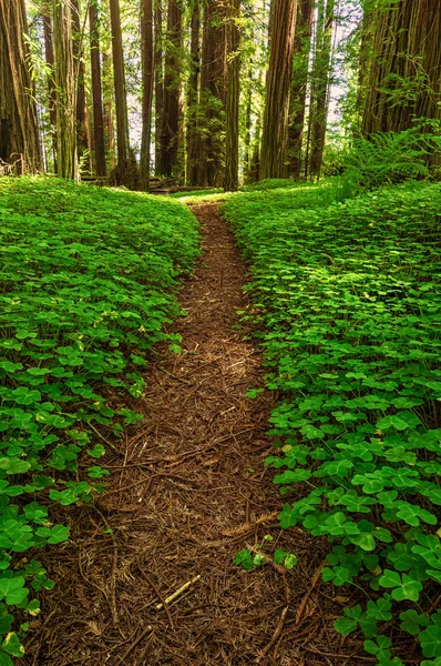 Redwood Forest Landskap i vackra norra Kalifornien — Stockfoto