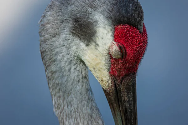 Spící Sandhill Crane na portrétu, Florida, USA — Stock fotografie