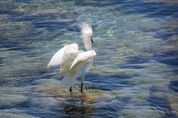 Дикая Эгрет в Атлантическом океане, Флорида, США — стоковое фото