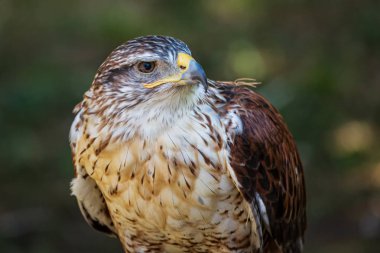 Yan açı görünümünde ferruginous şahin veya Butea regalis.