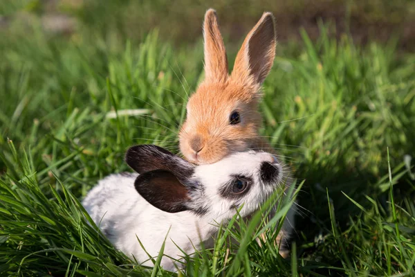 Dois coelhinhos do bebê brincando na grama verde Imagem De Stock