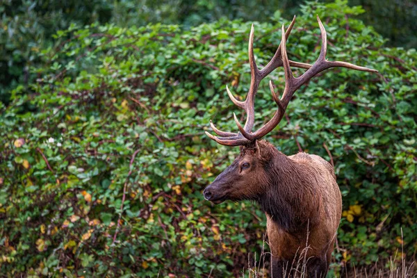 Roosevelt Bull Elk em pé na frente de Green Vines Imagem De Stock