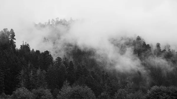 Redwood Forest Paisagem no belo norte da Califórnia Imagens Royalty-Free