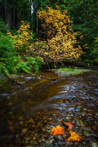 Herbst an einem kleinen Bach mit Ahornblättern — Stockfoto