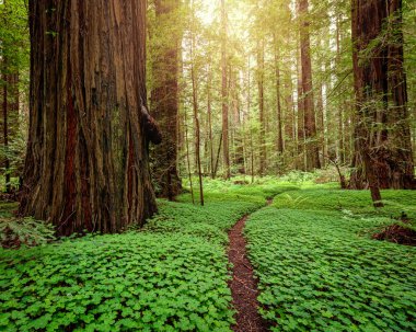 Kuzey Kaliforniya 'da bir sekoya ormanında gün doğumu.