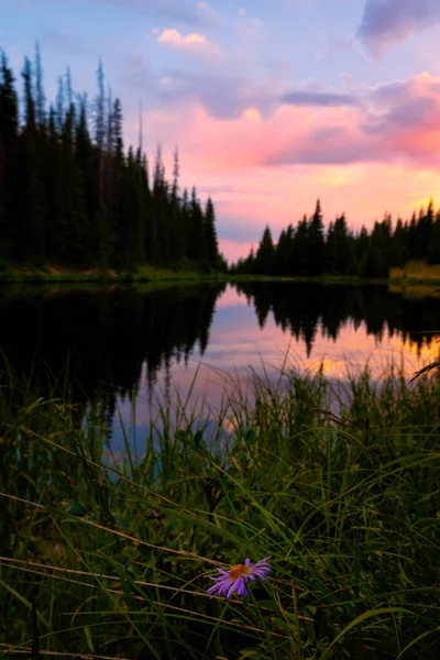 Blumen Sonnenuntergang Und Irene See Colorado Usa — Stockfoto