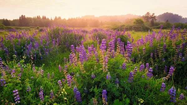 Lupine Günbatımında Bir Tarlada Çiçek Açtı