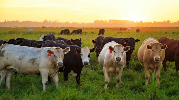 Koeien in een veld bij zonsondergang. Northern California, Verenigde Staten. — Stockfoto