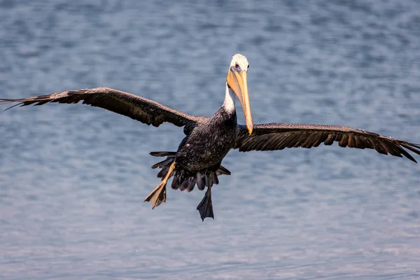 Пеликан летит над камерой — стоковое фото