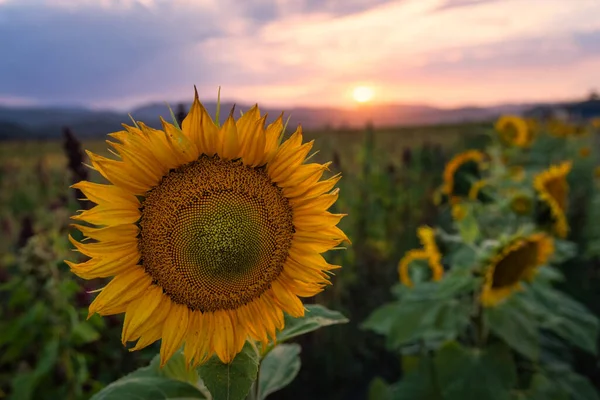 Campo de girasol al atardecer, norte de California, EE.UU. — Foto de Stock