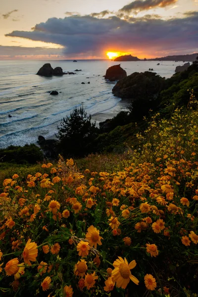 Flores Primeiro Plano Belo Pôr Sol Uma Praia Rochosa Norte Imagem De Stock