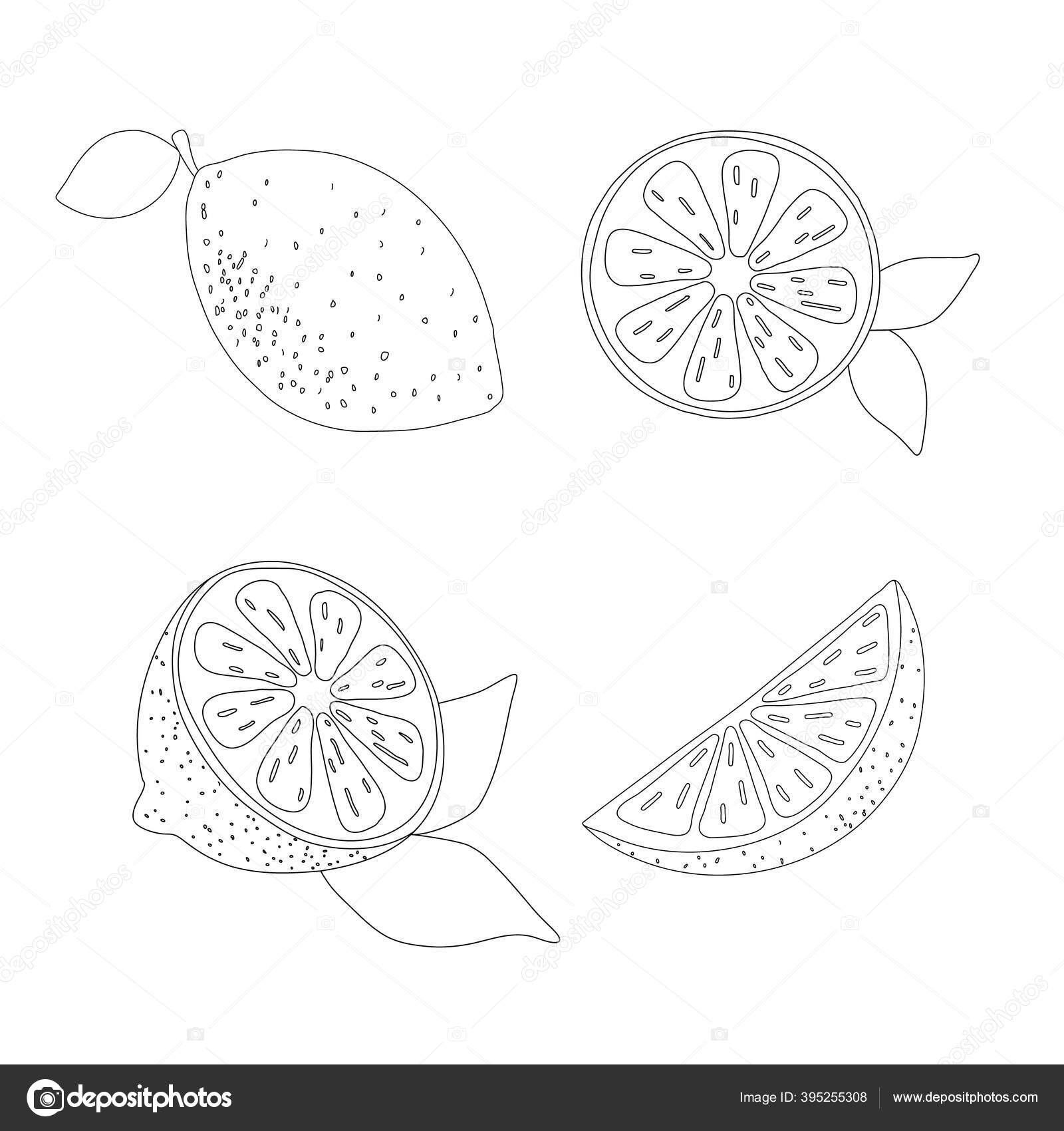 Set Tangan Gambar Lemon Keseluruhan Setengah Dan Irisan Dengan Daun Stok Foto Iuliia N 395255308