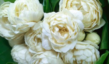 Bir buket çiçek açan Beyaz Yasemin Sambac veya Arap Yasemin, güzel çifte taç yaprağı, yeşil muz yaprağına sarılı mis mis mis kokulu çiçekler.