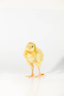 Evcil bıldırcın, bıldırcın kuluçka, bir küçük bıldırcın sonra bebek