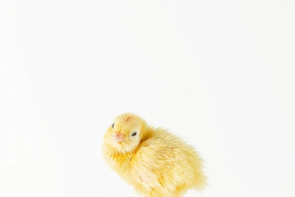 Domesticated quail,Baby of quail after hatching, one little quail — Stock Photo, Image