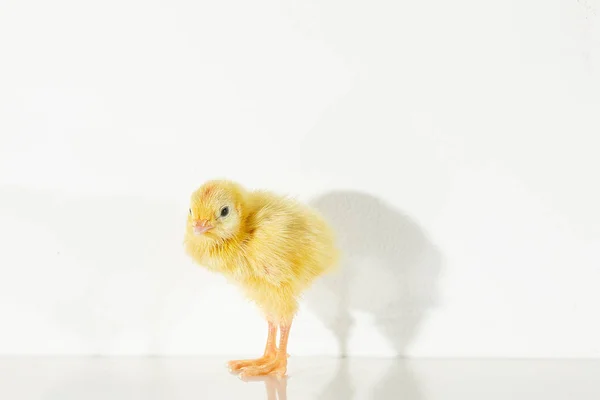 Domesticated Quail Baby Quail Hatching One Little Quail — Stock Photo, Image