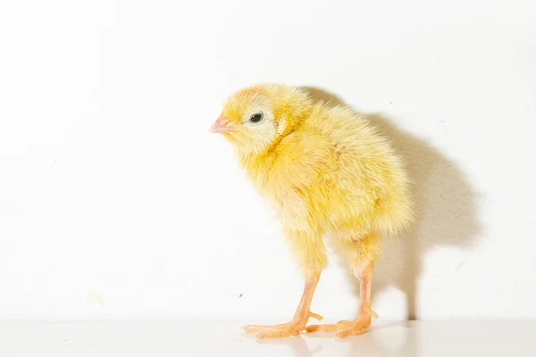 Domesticated quail,Baby of quail after hatching, one little quail — Stock Photo, Image
