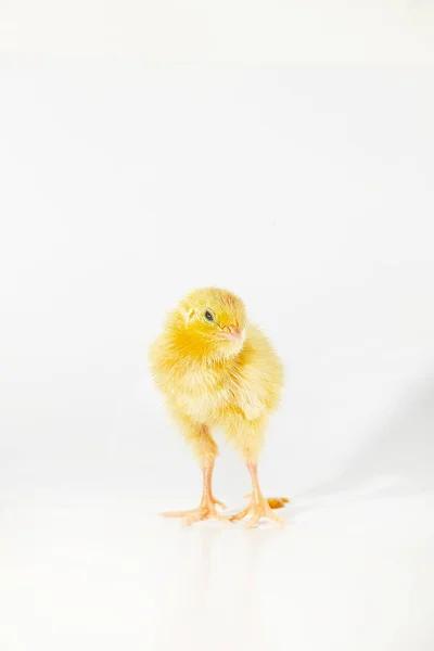 Codorniz domesticada, bebê de codorniz após a eclosão, uma pequena codorniz — Fotografia de Stock