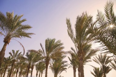Tropikal arka plan avuç içi ve güneşli gökyüzü ile