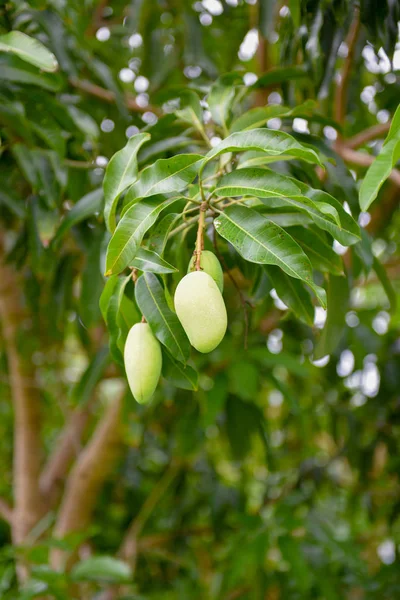 Mango Gyümölcs Zöld — Stock Fotó