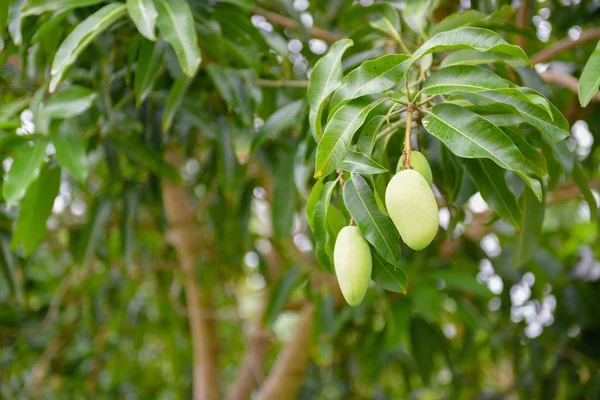 Mango Gyümölcs Zöld — Stock Fotó