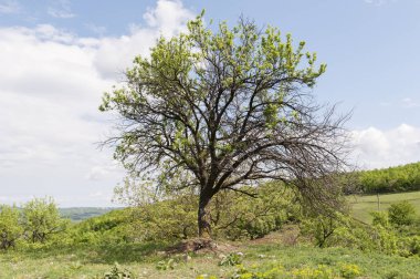 Doğanın güzel manzarası