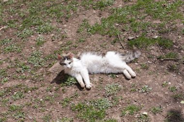 Kedi güneşli bir günün tadını çıkarıyor