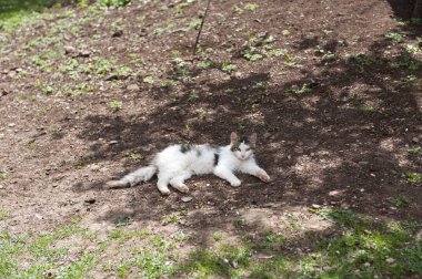 Kedi güneşli bir günün tadını çıkarıyor