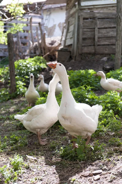 Die Gänse Der Herde — Stockfoto