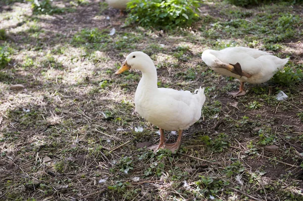 Enten Der Herde — Stockfoto