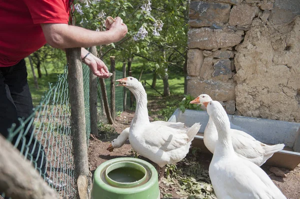 Fütterung Der Gänse Hof — Stockfoto