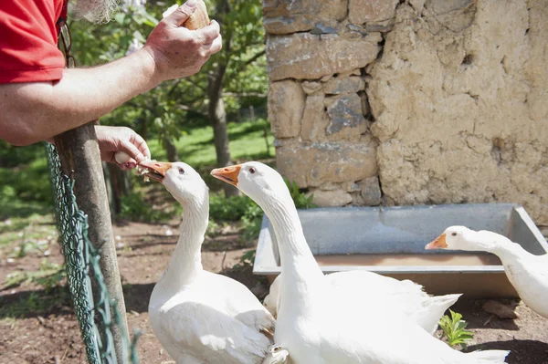 Fütterung Der Gänse Hof — Stockfoto