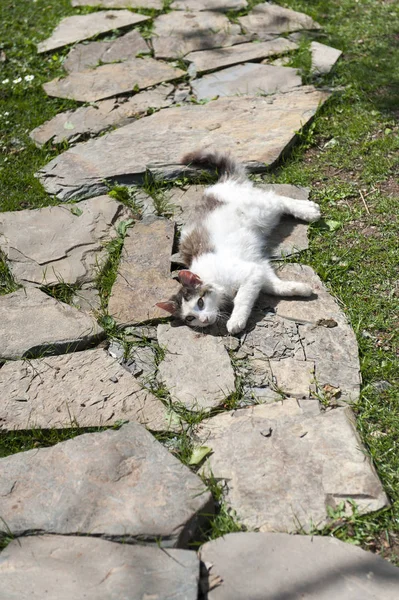 Kočka Slunný Den — Stock fotografie
