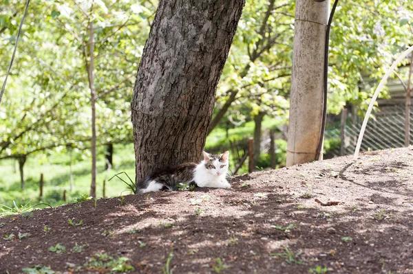 화창한 즐기는 고양이 — 스톡 사진