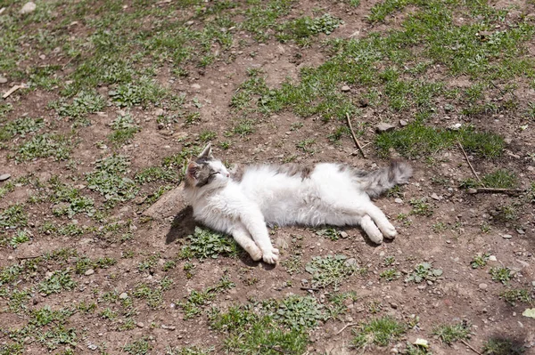 Cat Enjoys Sunny Day — Stock Photo, Image