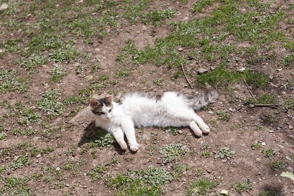 Kočka Slunný Den — Stock fotografie
