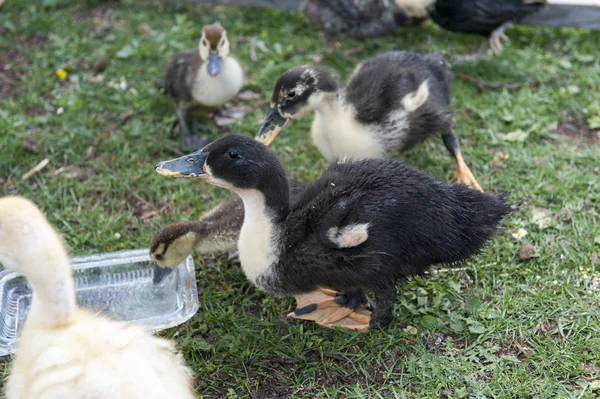 Duckbaby Garten — Stockfoto