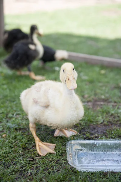 Bébés Ducs Dans Jardin — Photo