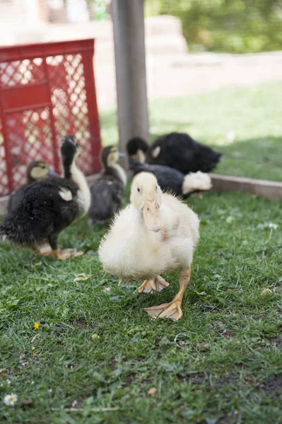 Duckbaby Garten — Stockfoto