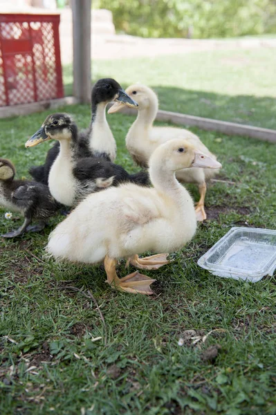 Baba Duks Kertben — Stock Fotó