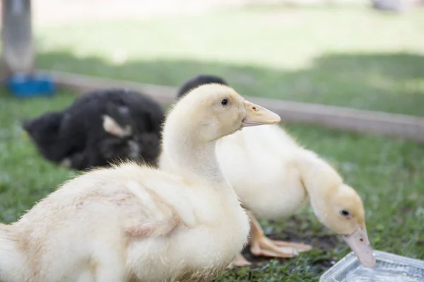 Duckbaby Garten — Stockfoto