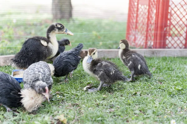 Duckbaby Garten — Stockfoto