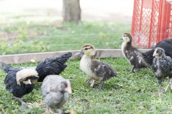 Bébés Ducs Dans Jardin — Photo