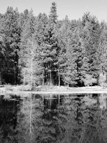 Belas Árvores Nas Florestas Oregon Central Fazem Reflexos Nítidos Lago — Fotografia de Stock