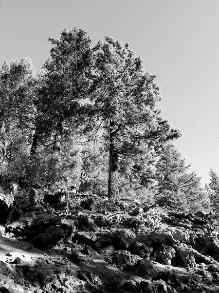 Δέντρα στην κορυφή του λόφου — Φωτογραφία Αρχείου